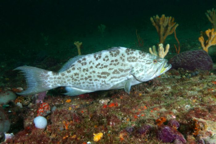 Wild caught grouper & jumbo crab