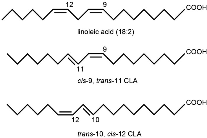 The molecular structures of linoleic acid and palmitic acid