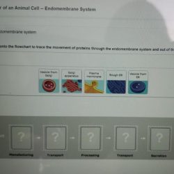 Bioflix activity tour of an animal cell organelle functions