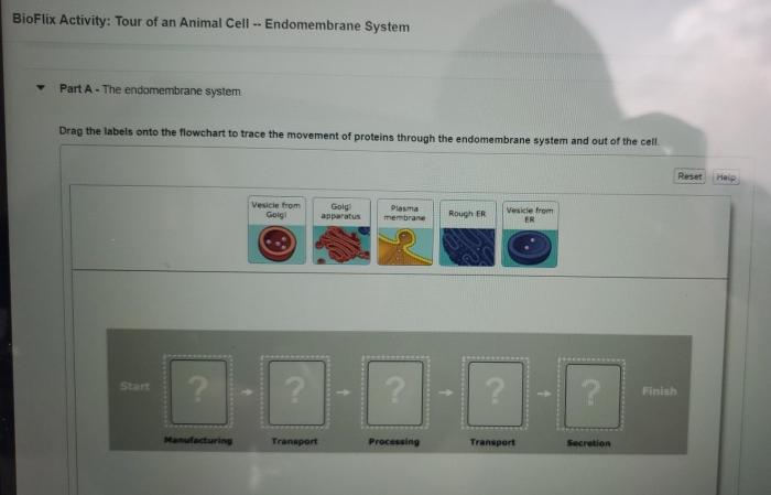 Bioflix activity tour of an animal cell organelle functions