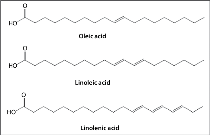 The molecular structures of linoleic acid and palmitic acid