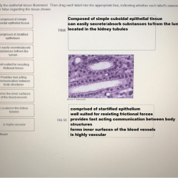 Solved characteristic correct answer problem tissue