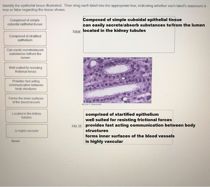 Solved characteristic correct answer problem tissue