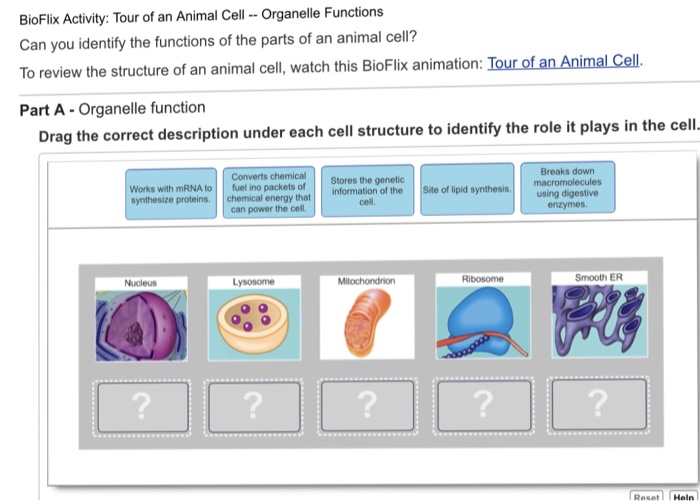 Bioflix activity tour of an animal cell organelle functions